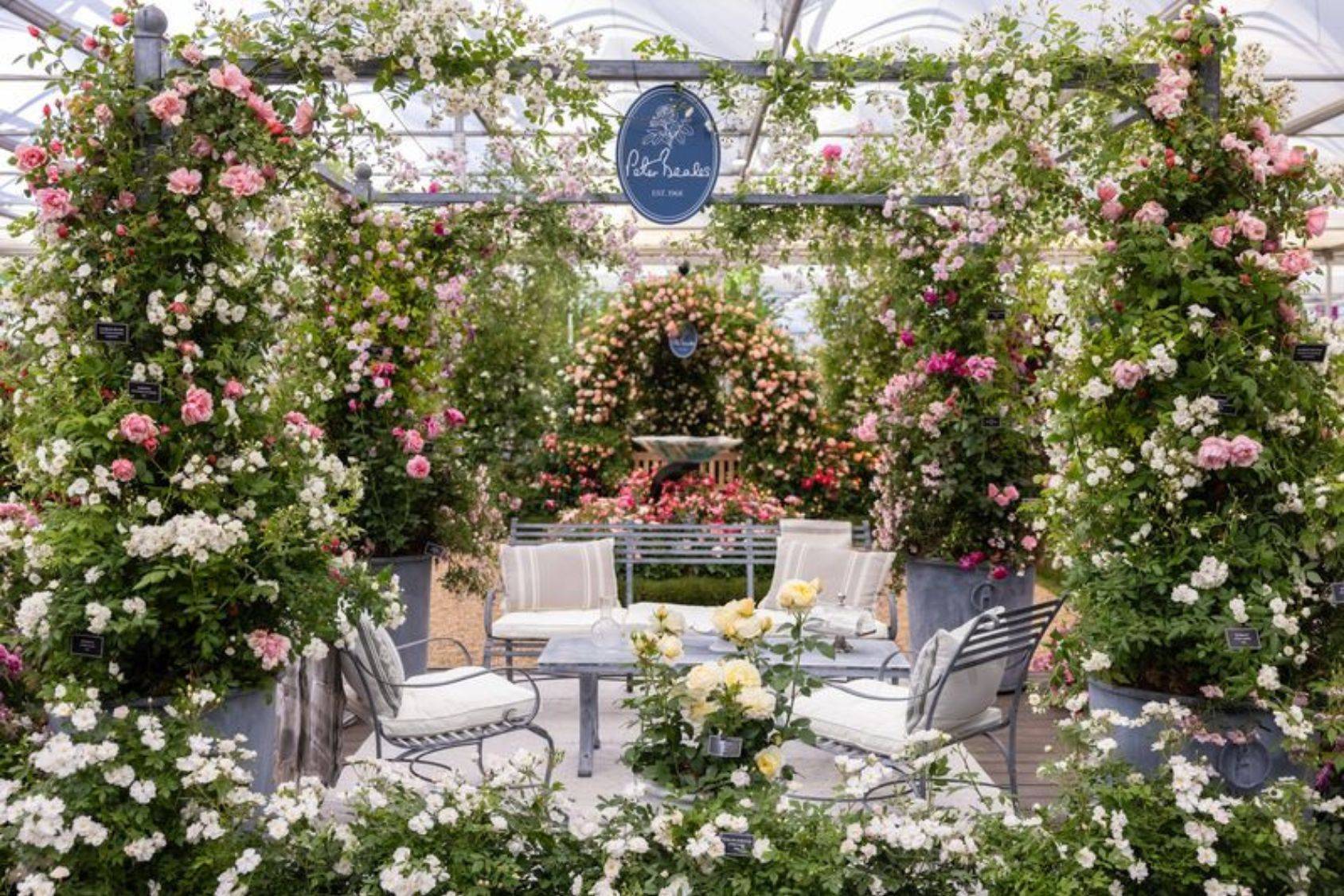 Peter Beales Roses Chelsea 2026 7
